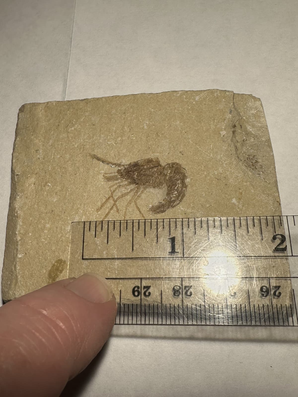 BEAUTIFUL DETAILED LEBANON CRETACEOUS FOSSIL SHRIMP DINOSAUR AGE 3x2.5 INCHES 3