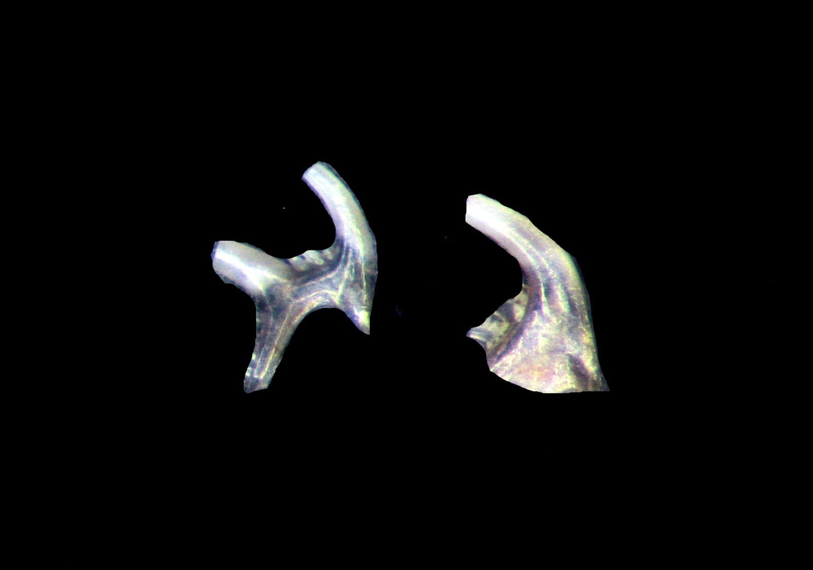 Ordovician Waynesville Fm Conodont fossil jaw element Periodon grandis 1/bid 3