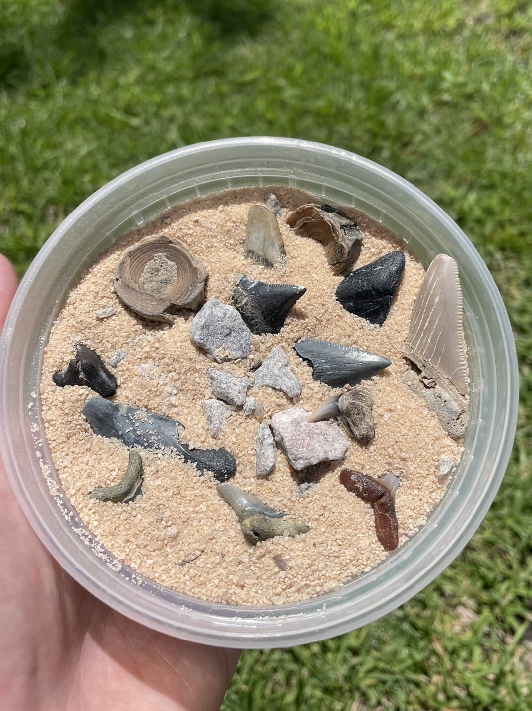 Fossil Shark Tooth Dig Kit (24+ Authentic Lowcountry Fossils) Megalodon GW Etc.