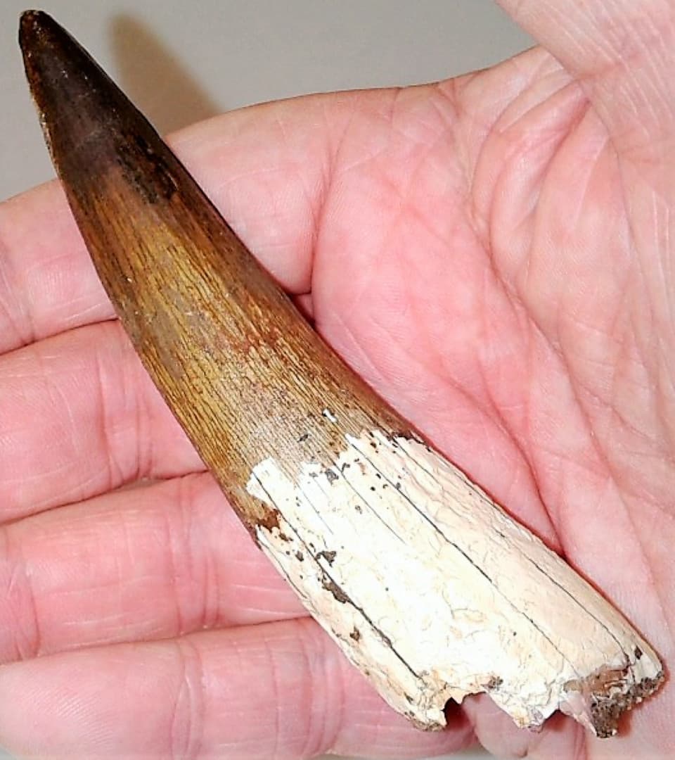 3 INCH LONG SPINOSAURUS TOOTH REAL DINOSAUR TEETH FOSSIL EXTINCT RELIC SPINOSAUR