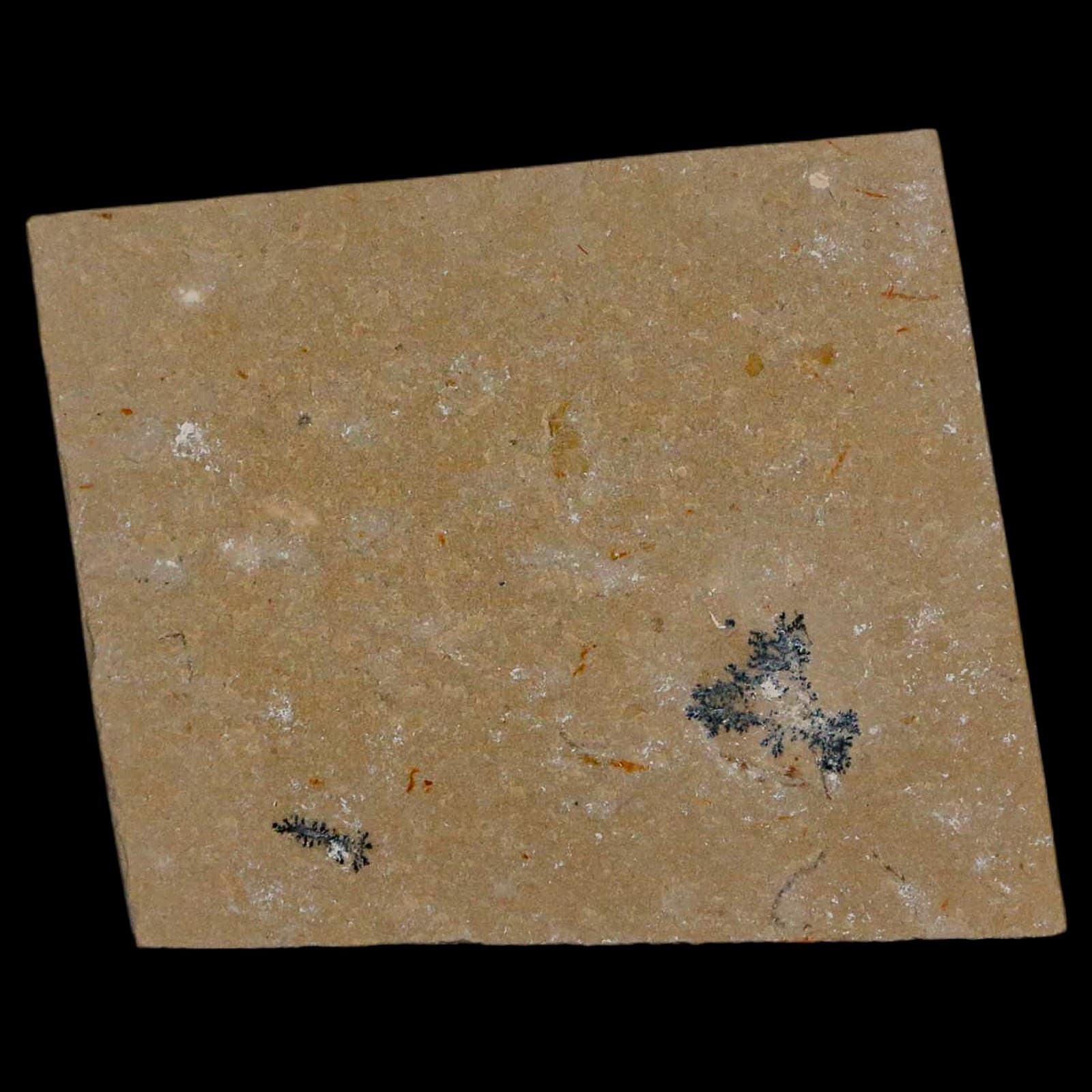 1.6" Fossil Shrimp Carpopenaeus Cretaceous Age 100 Mil Yrs Old Lebanon COA 6