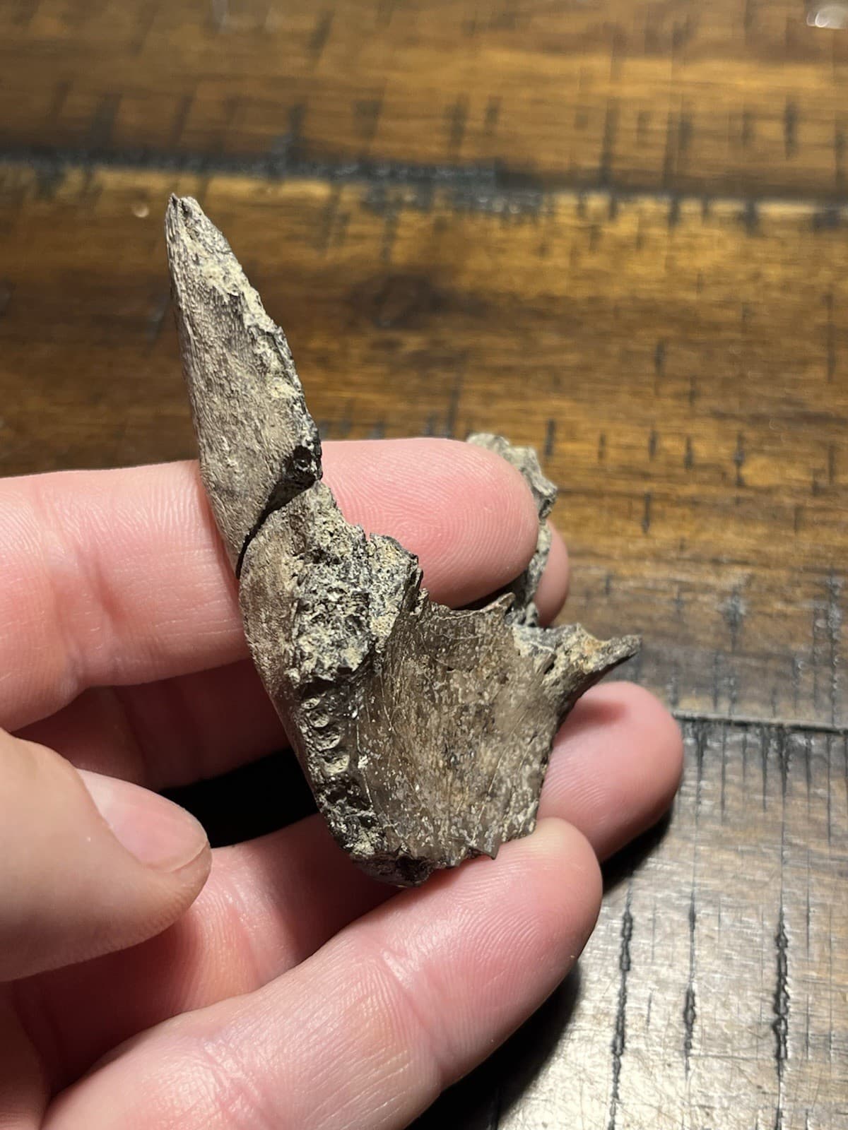 Rare Turtle Lower Jaw Dinosaur Age Fossil Hell Creek Formation SD 3