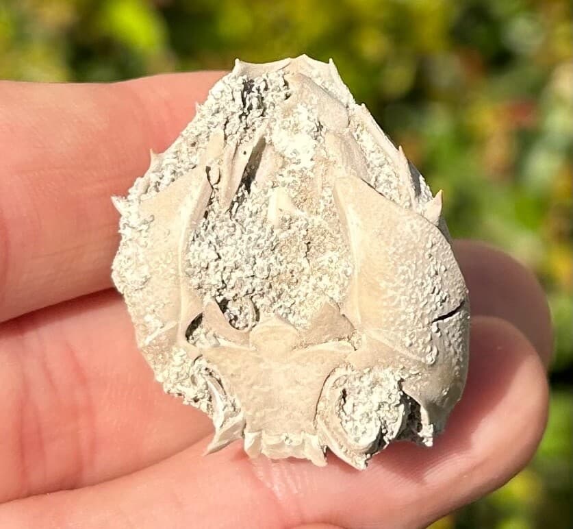Fossil Crab Ranilia muriceta Florida Pliocene Crustacean Intracoastal Formation 5