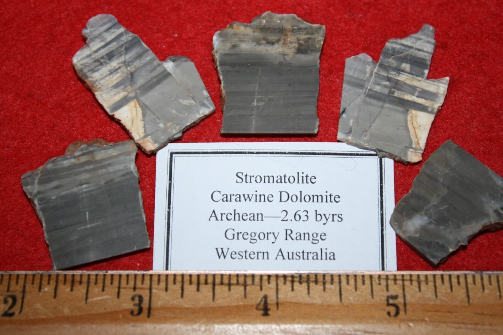 Archaean Precambrian stromatolite fossil from Australia Carawine dolomite slice 2