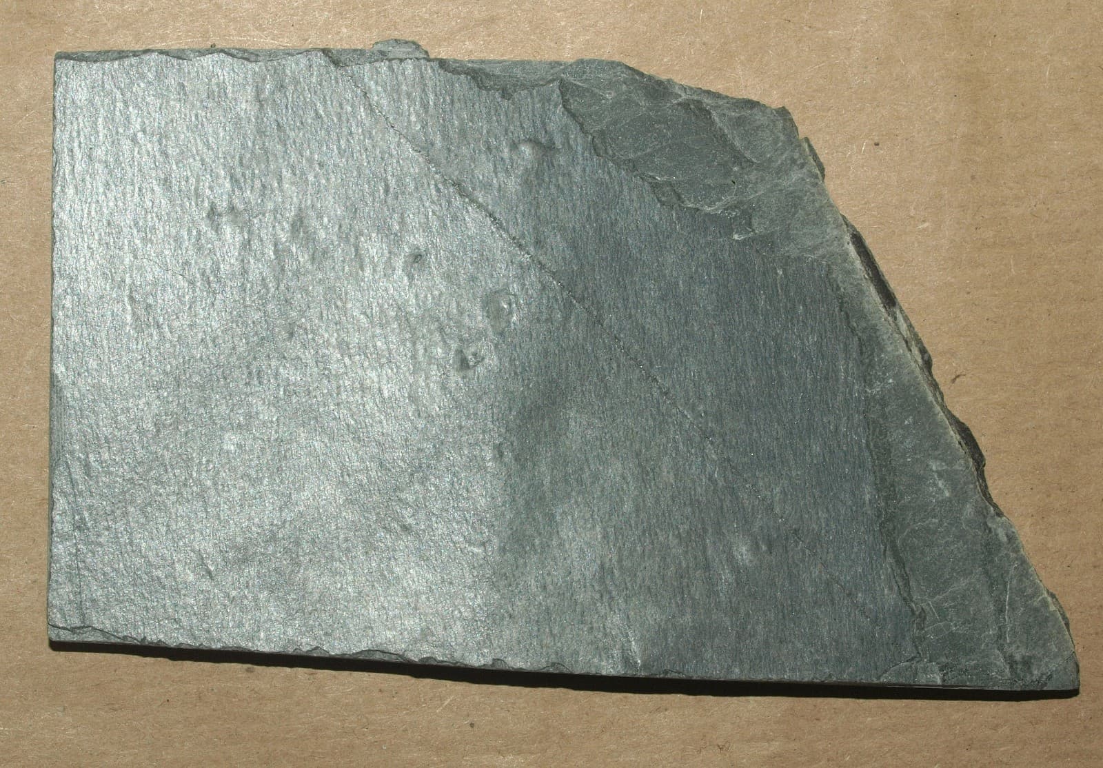 Ediacarian age fossils, Arctic Norway -SLAB with Aspidella and Medusinites 4