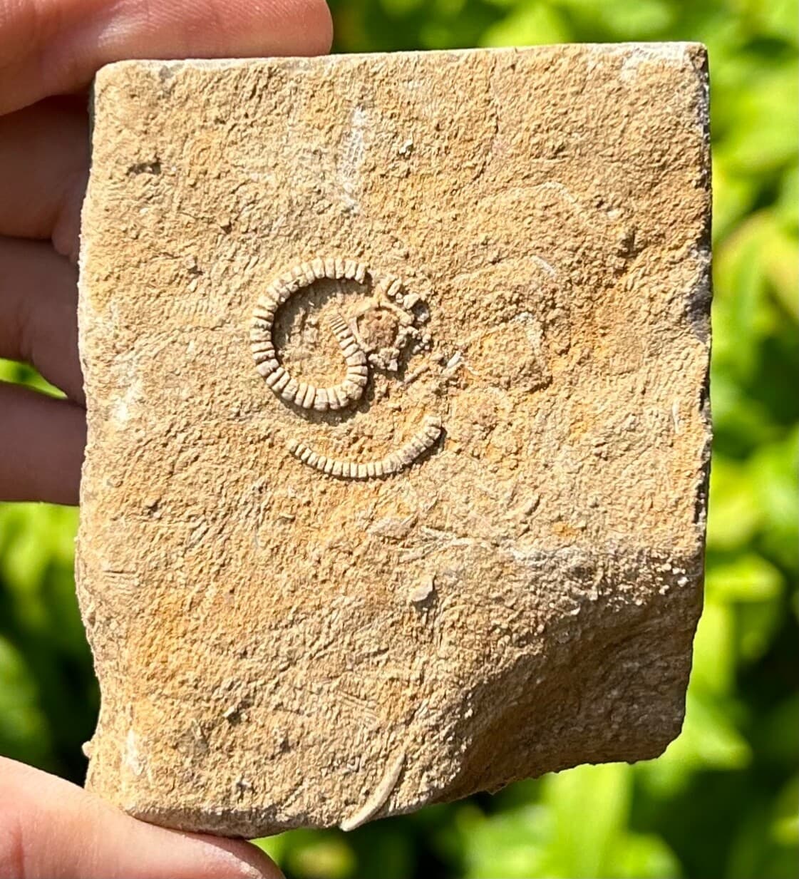 Rare Fossil Crinoid in Matrix Camptocrinus alabamensis Alabama Bangor Limestone 3