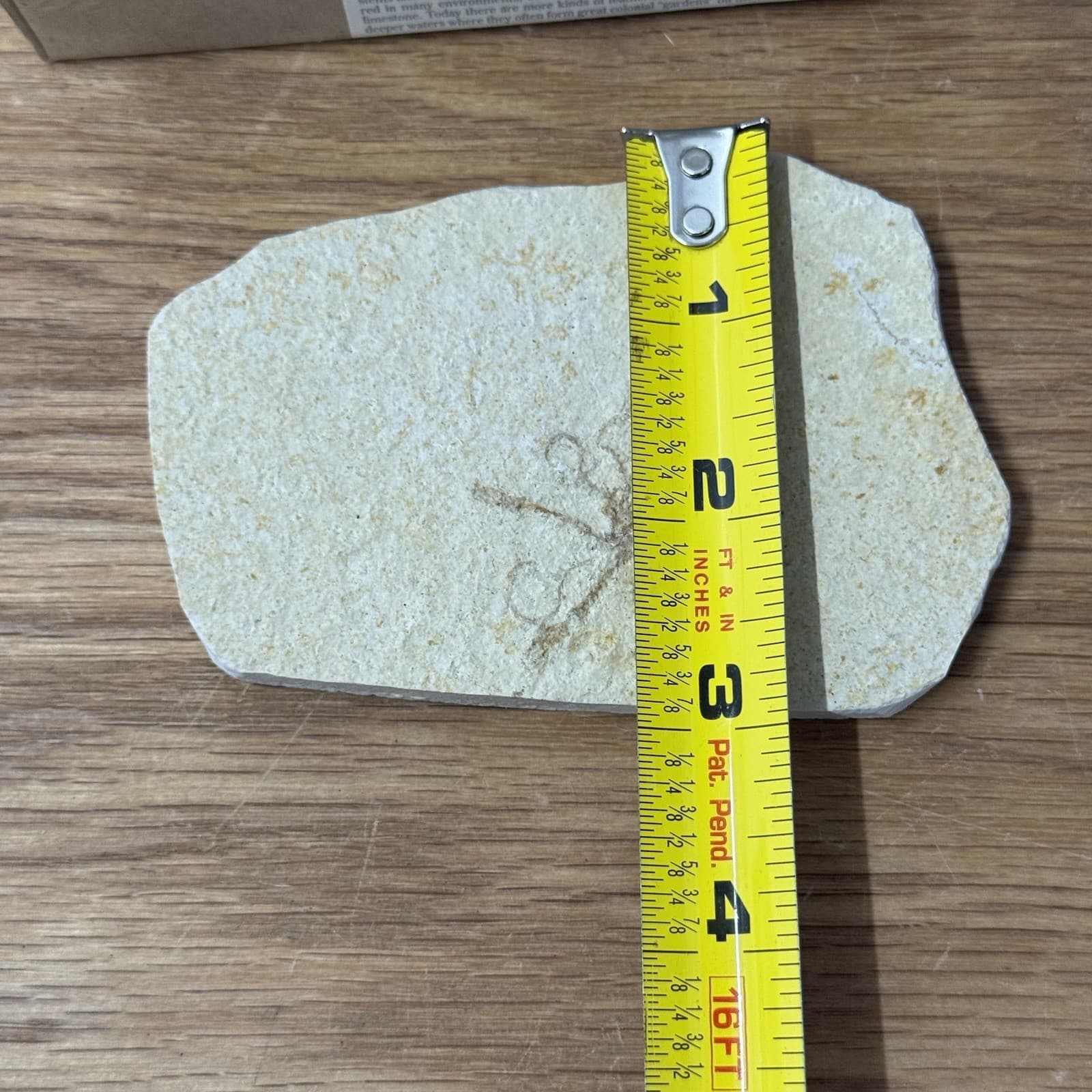 Solnhofen Saccocoma Floating Crinoid Fossil Germany Jurassic Period 4