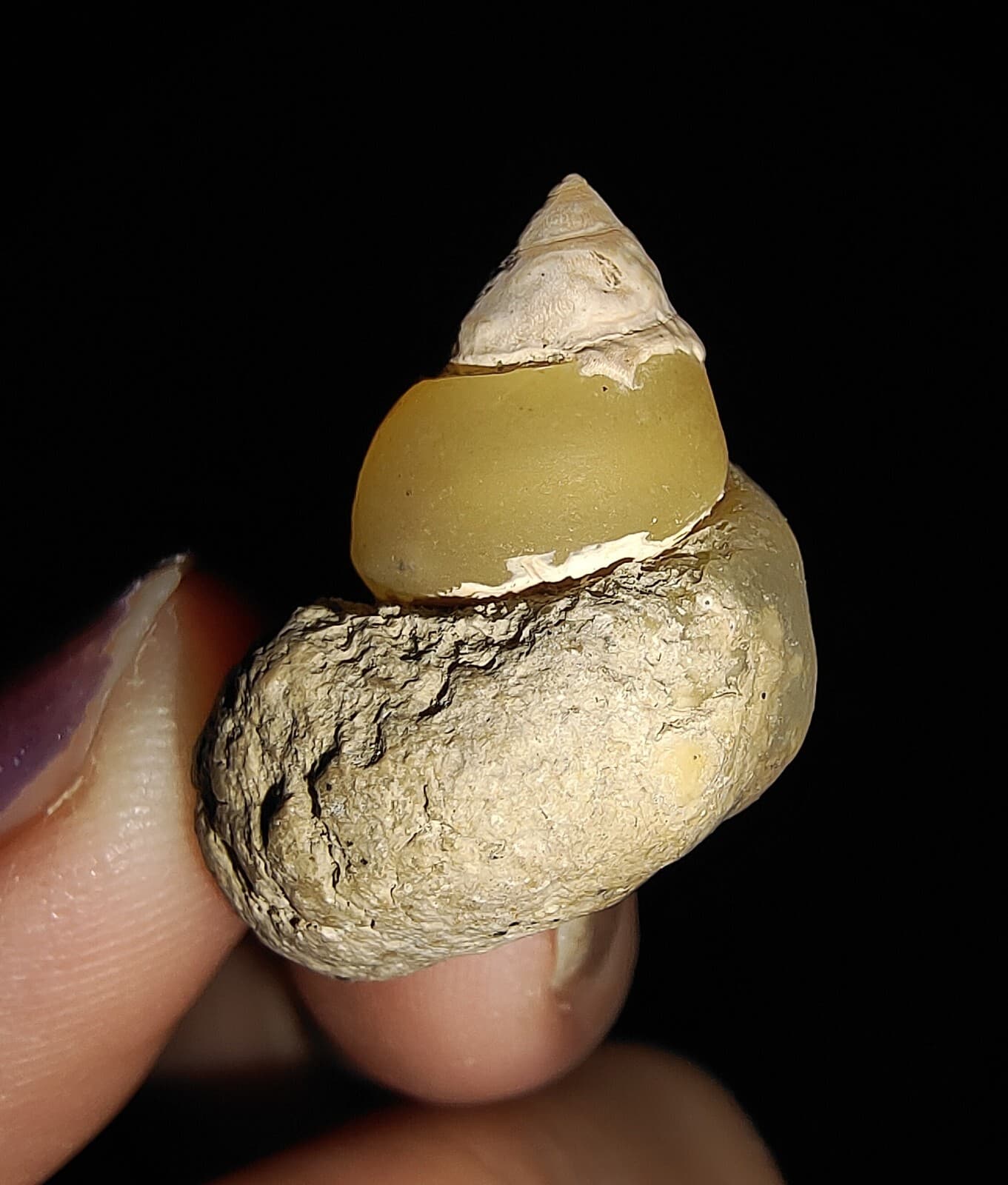 AMAZING AMMONITE! GASTROPOD SEASHELL FOSSIL VIVIPARIDAE FROM INDONESIA 20MM, 001 4