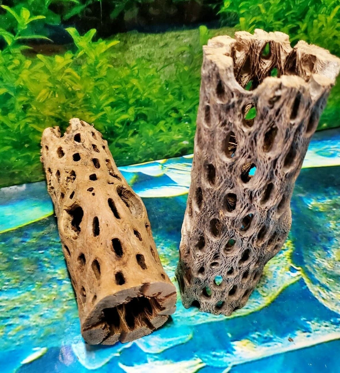 2 pcs of 6" inch TEDDY BEAR CHOLLA Wood Cactus | Aquarium, Terrarium Cave Tunnel 6