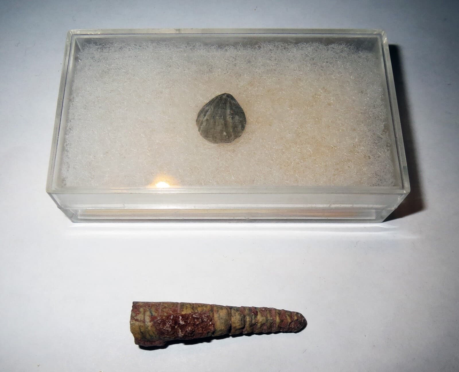 Brachiopod Shell FOSSIL SHELL LOT - 70 MILLION YEARS OLD Collection