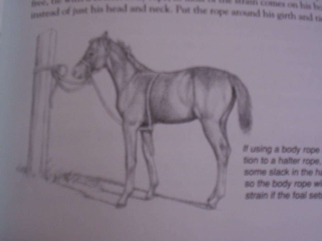 Storey's Guide to Training Horses Ground Work Driving Riding English Western 6