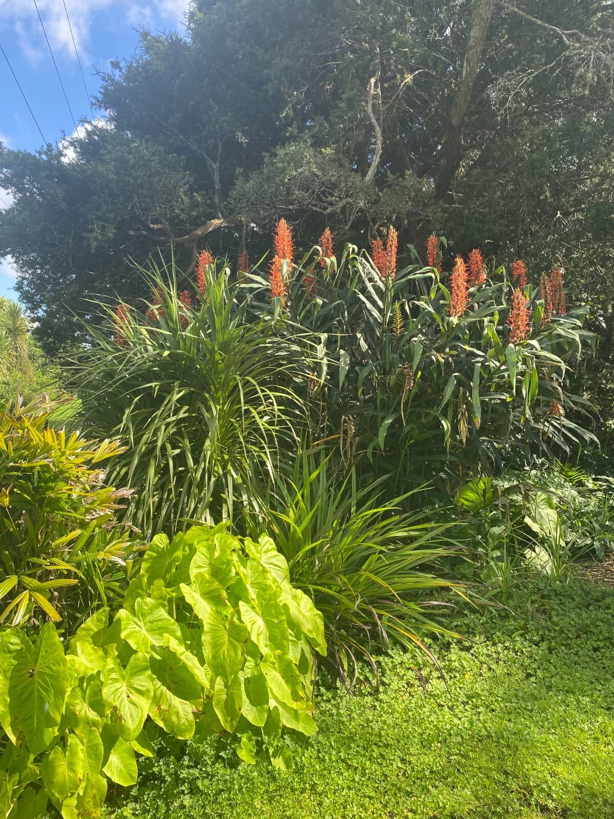 Butterfly Ginger - 20 seeds - Hedychium coccineum - Germination Tested 2