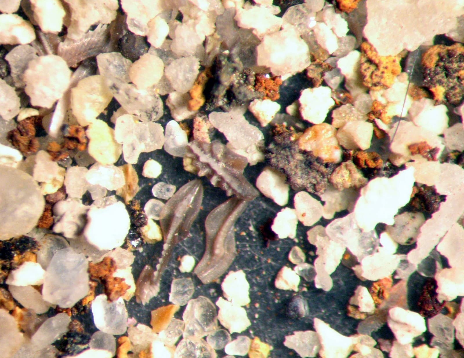 Mississippian Conodont microfossil matrix sample Chappel Limestone Super Rich 3