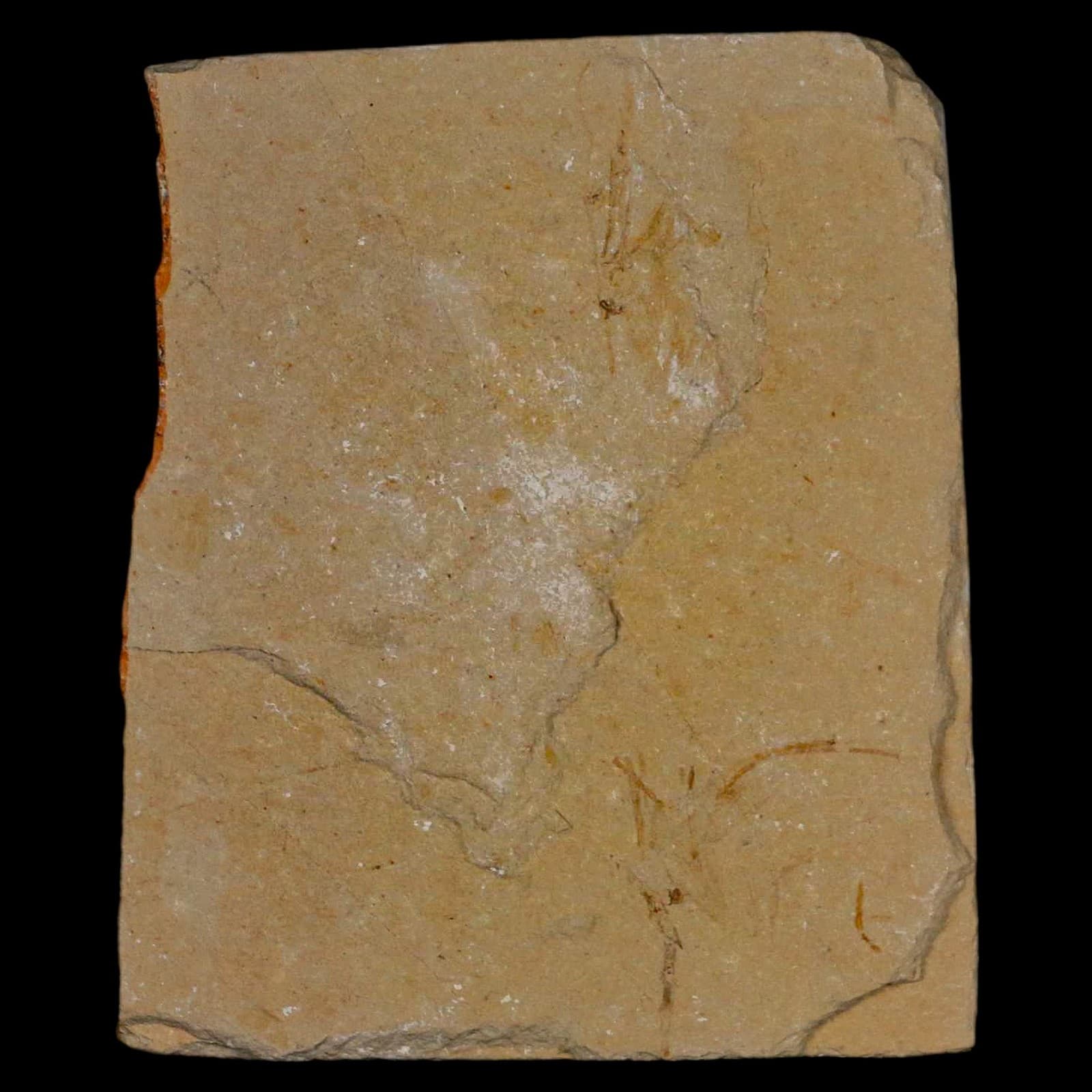 1.4" Fossil Shrimp Carpopenaeus Cretaceous Age 100 Mil Yrs Old Lebanon COA 6