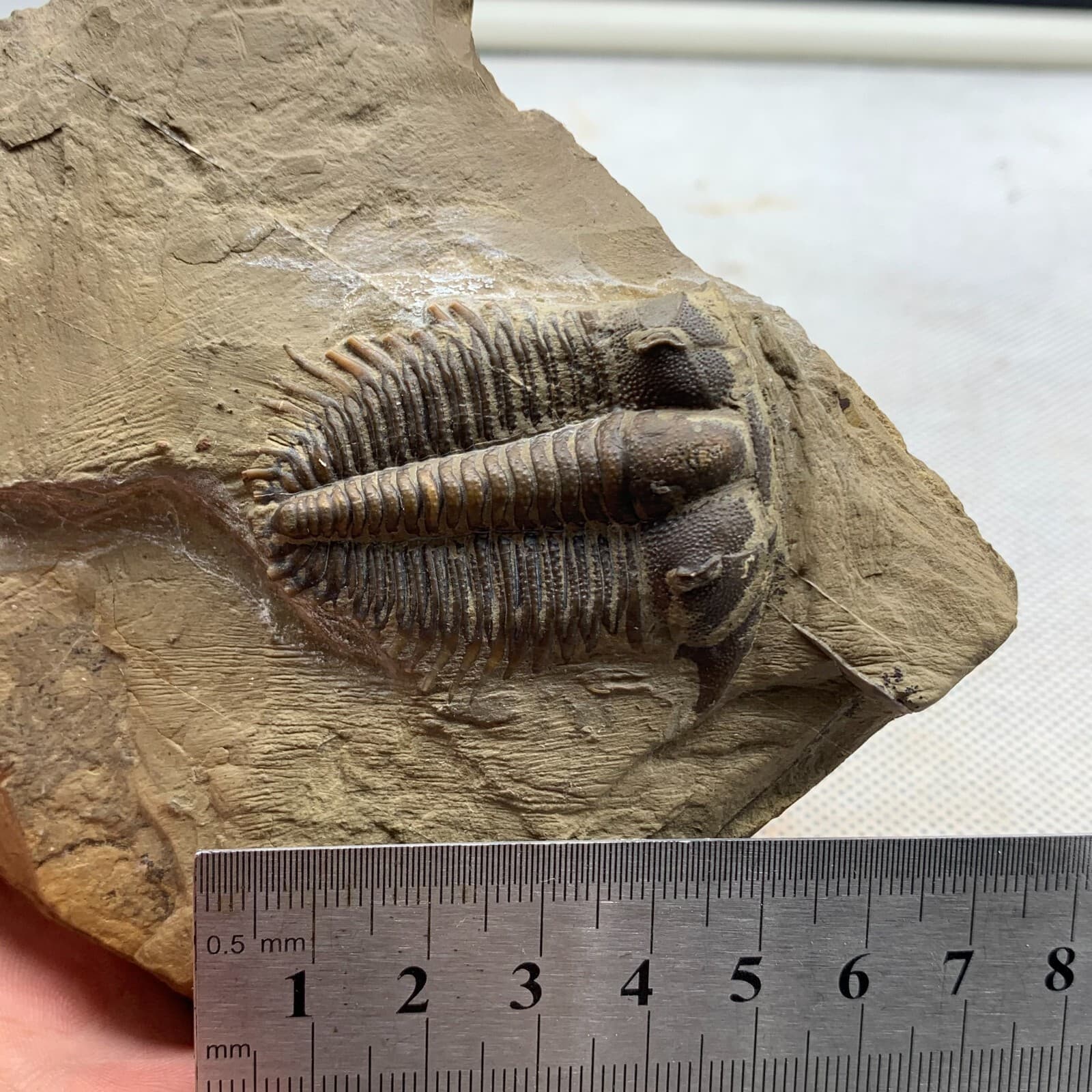 520g Late Middle Cambrian trilobite fossils from Shandong 5