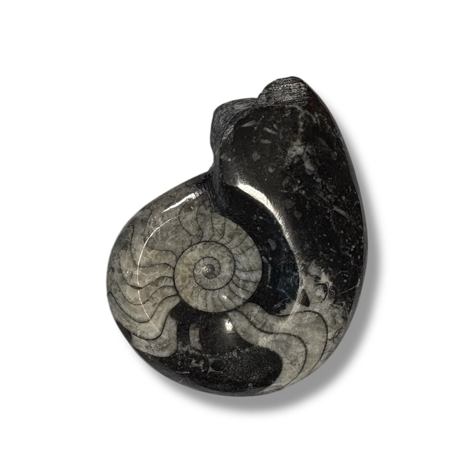 Large Orthoceras and Ammonite Fossil Display and Ammorite Fossil Piece 2