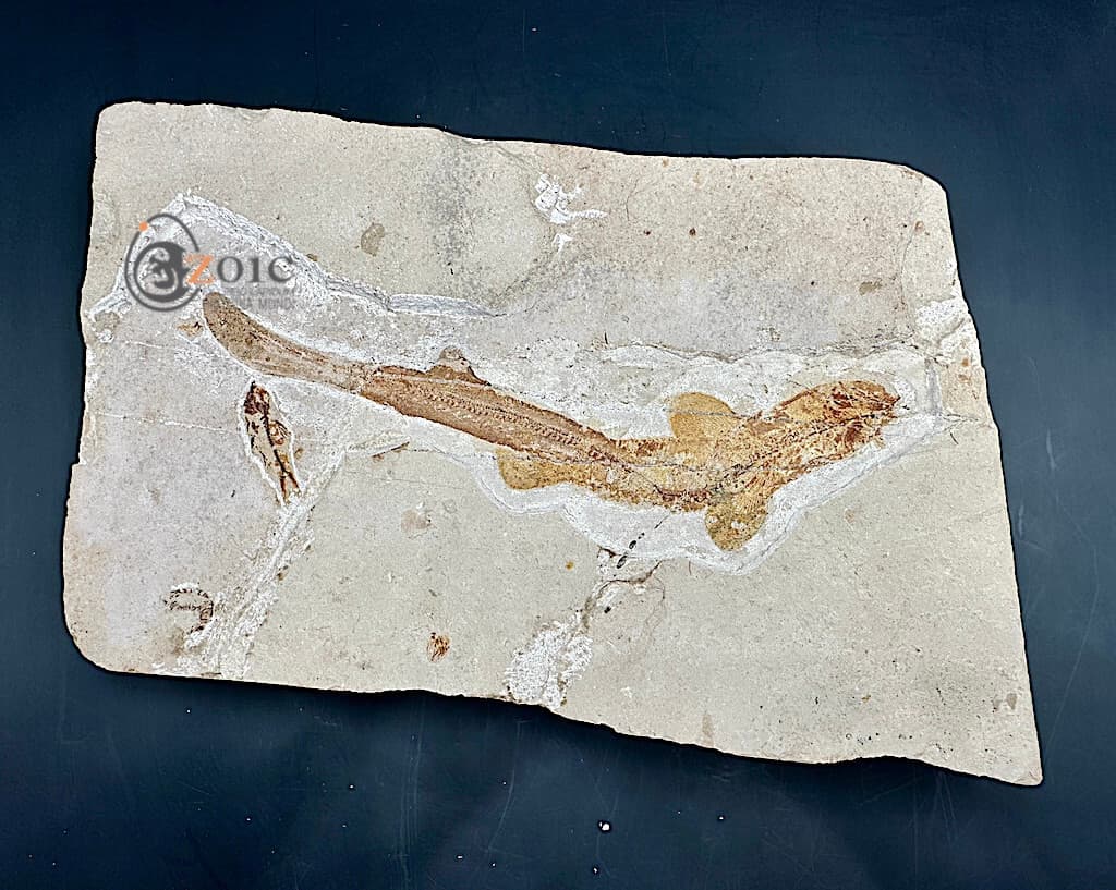 Rare fossil shark Pararhinchodon lehmani - Lebanon - original specimen