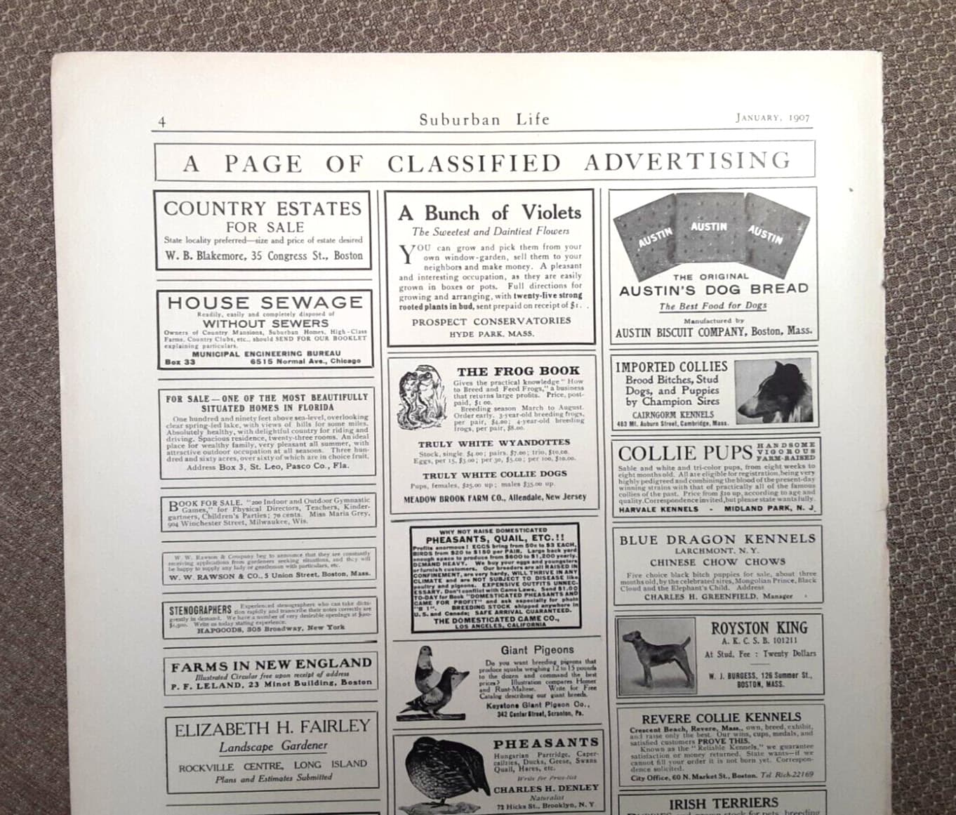 1907 TIFFANY & Co. SILVER Magazine AD~AUSTIN BISCUIT~Boston Area DOG KENNELS 4