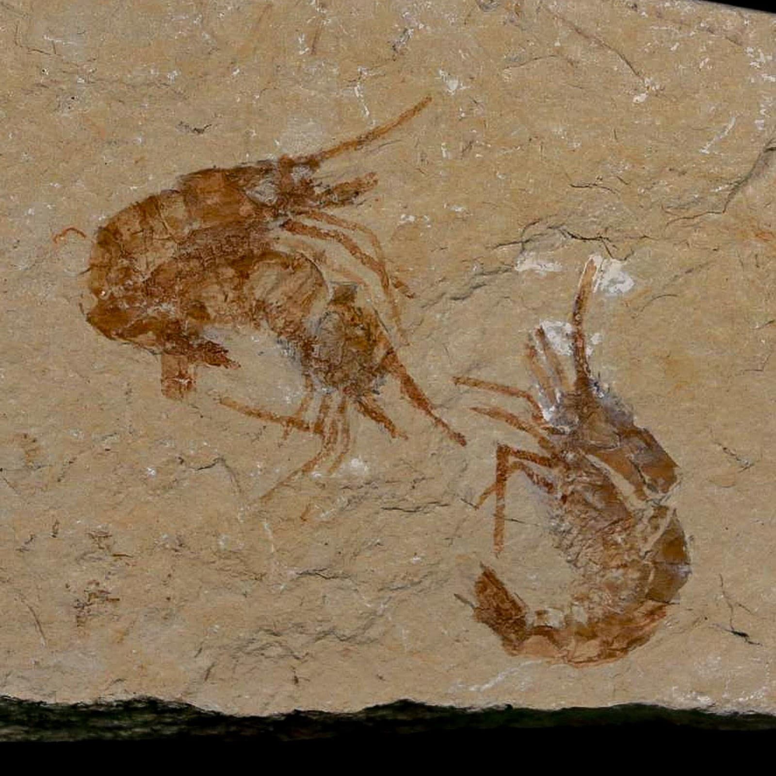 3 Three Fossil Shrimp Carpopenaeus Cretaceous Age 100 Mil Yrs Old Lebanon COA 2