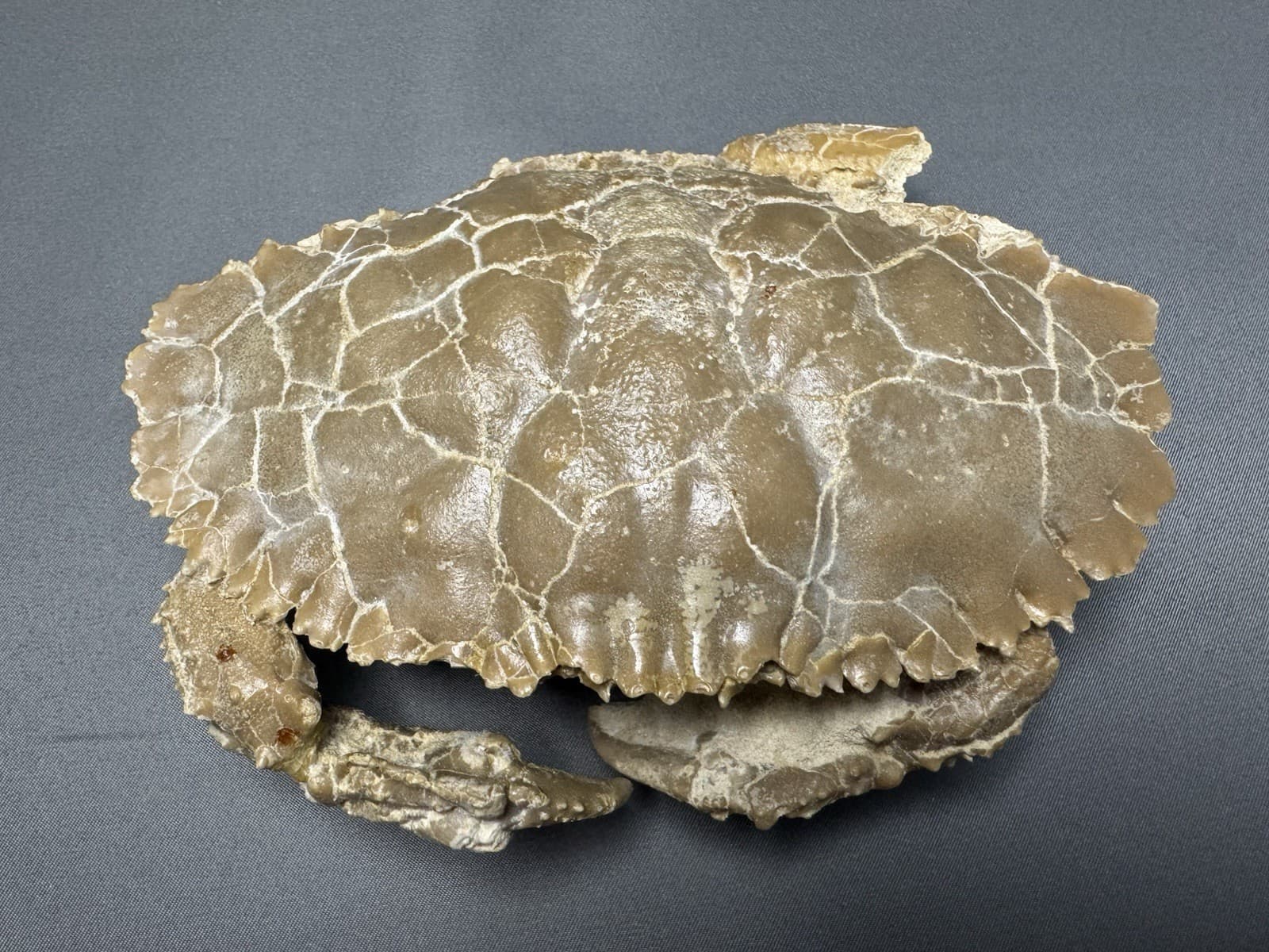 Museum Quality Fossil Crab 2