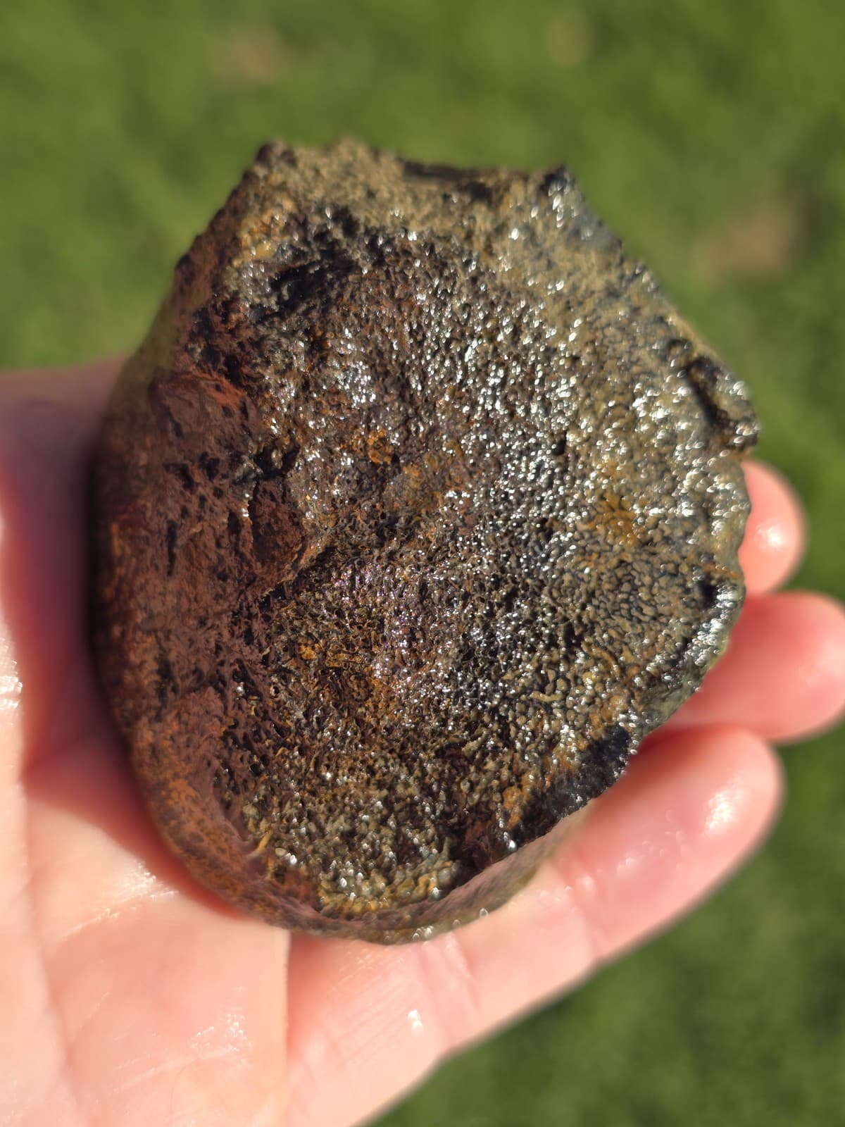 Huge Convex End Of Mosasaur Cervical Vertebrae TX Fossil Mosasaurus  3