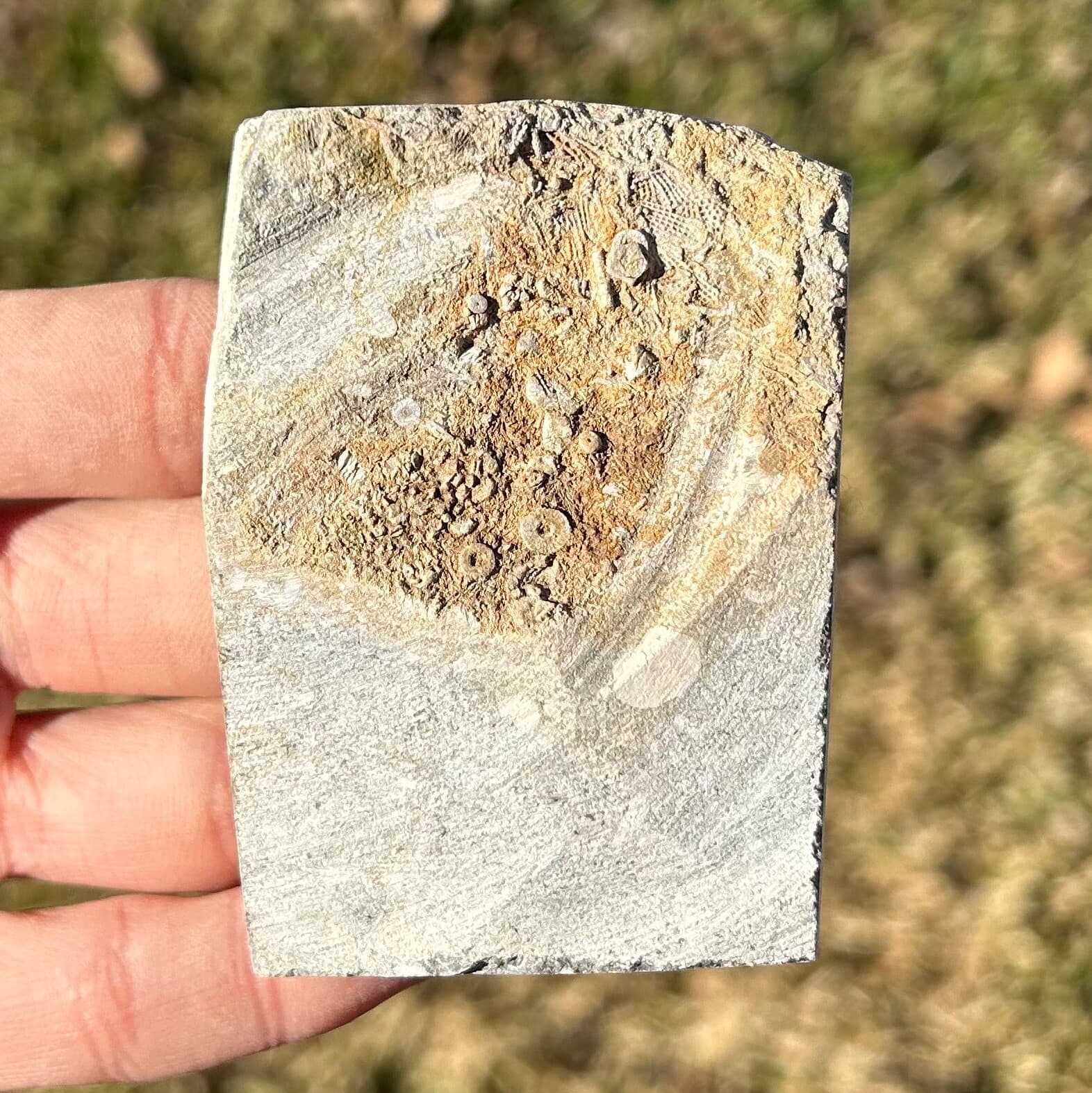 Phacelocrinus Crinoid Fossil in Matrix Alabama Bangor Limestone Formation 4
