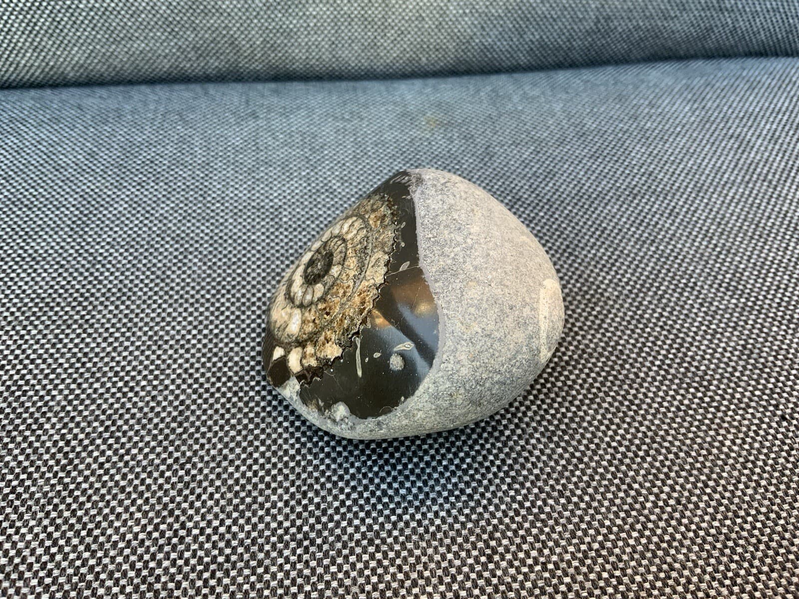Polished Fossil Ammonite Paperweight, Dactylioceras sp, Whitby, Yorkshire Coast 5