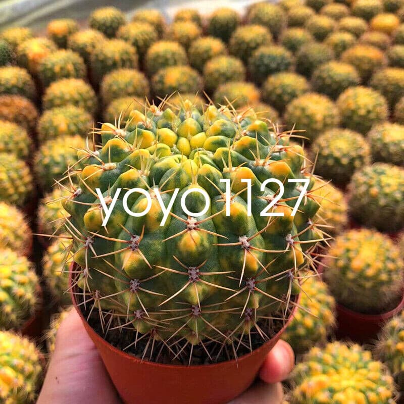 Succulent catus Variegated plants Garden Bonsai Garden Deco Beautiful plants 5