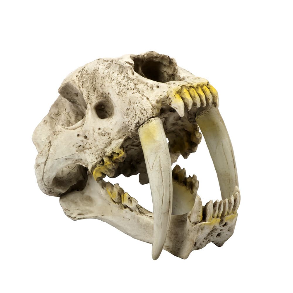Smilodon Saber Toothed Tiger Skull 1:1 Replica Skull Resin Skull Model 6