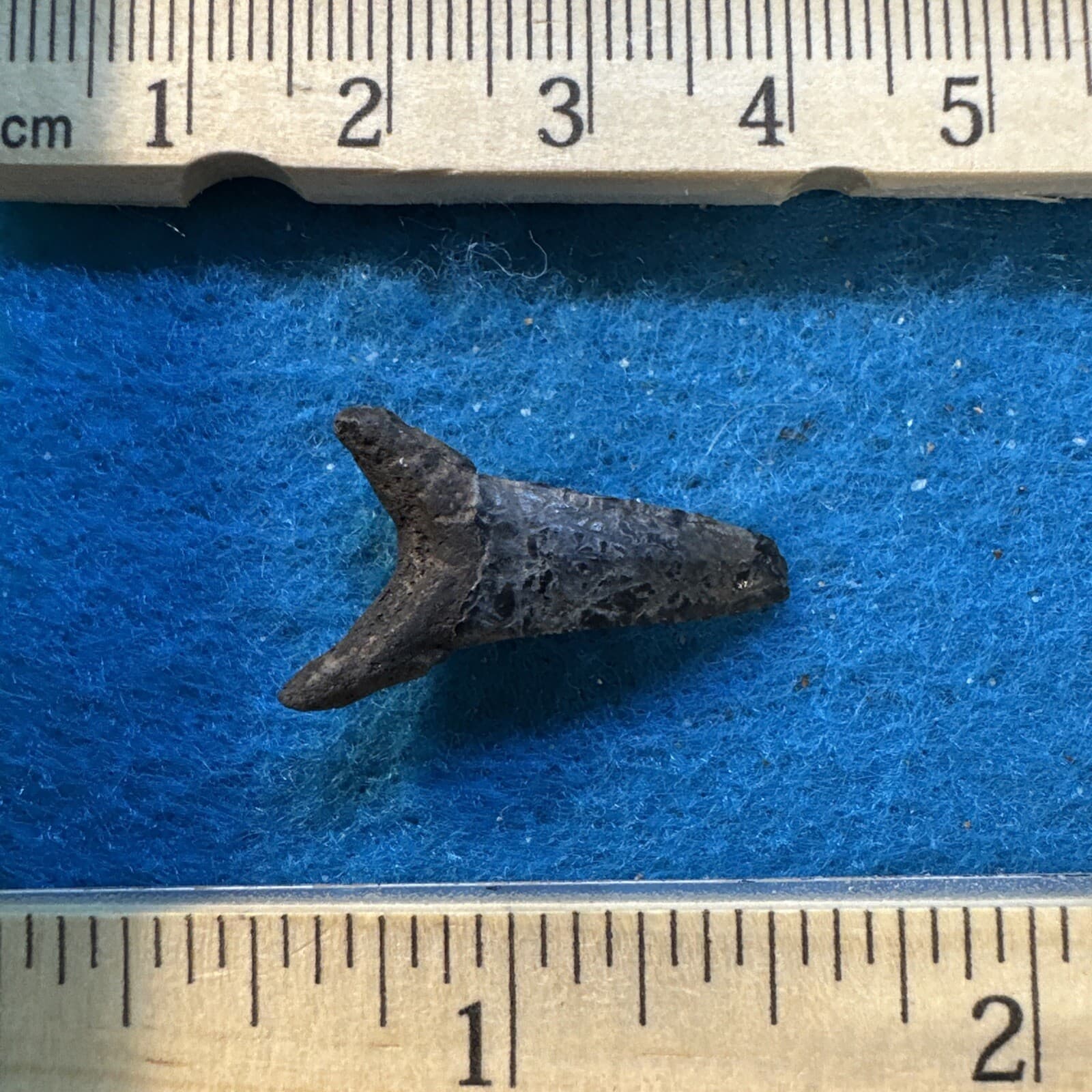 Mackerel Shark Tooth Fossil in a great Display Case 5