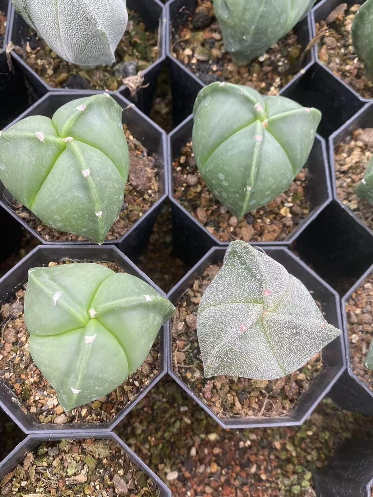 2PCS 3-4cm Cactus Plants Astrophytum Asterias  RareCactus white and green 4