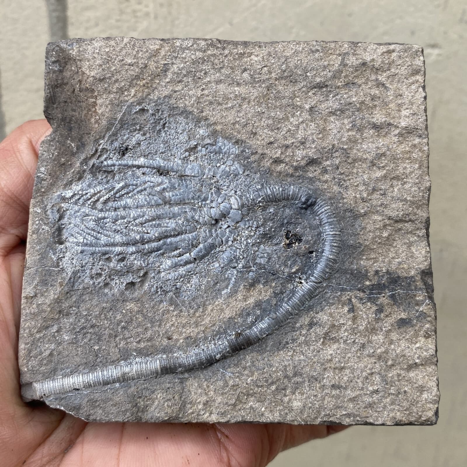 Natural Devonian prehistoric Jurassic biota crinoids Fossils 2