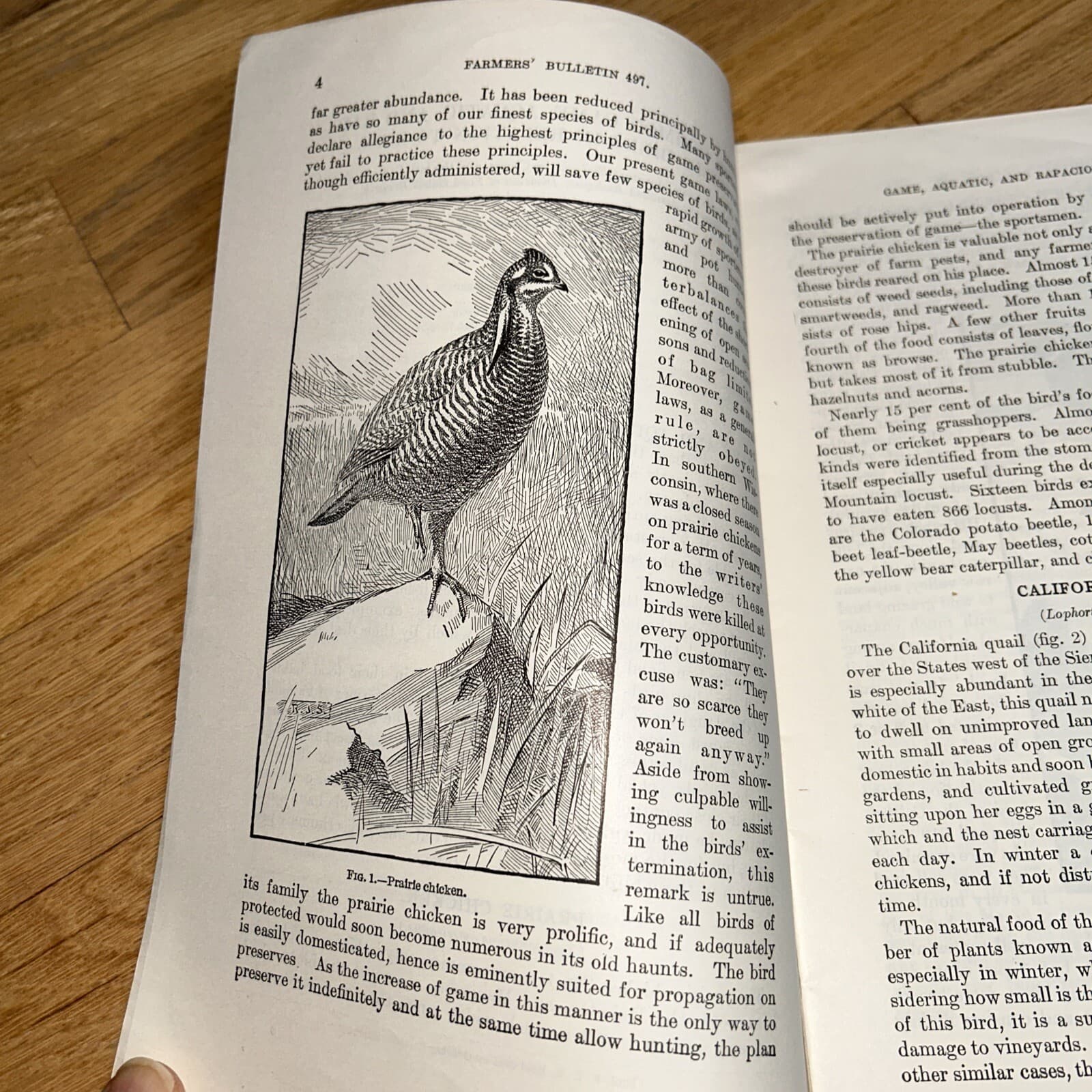 2 USDA Books COMMON USEFUL BIRDS / GAME AQUATIC & RAPACIOUS BIRDS 1926 / 1924 4