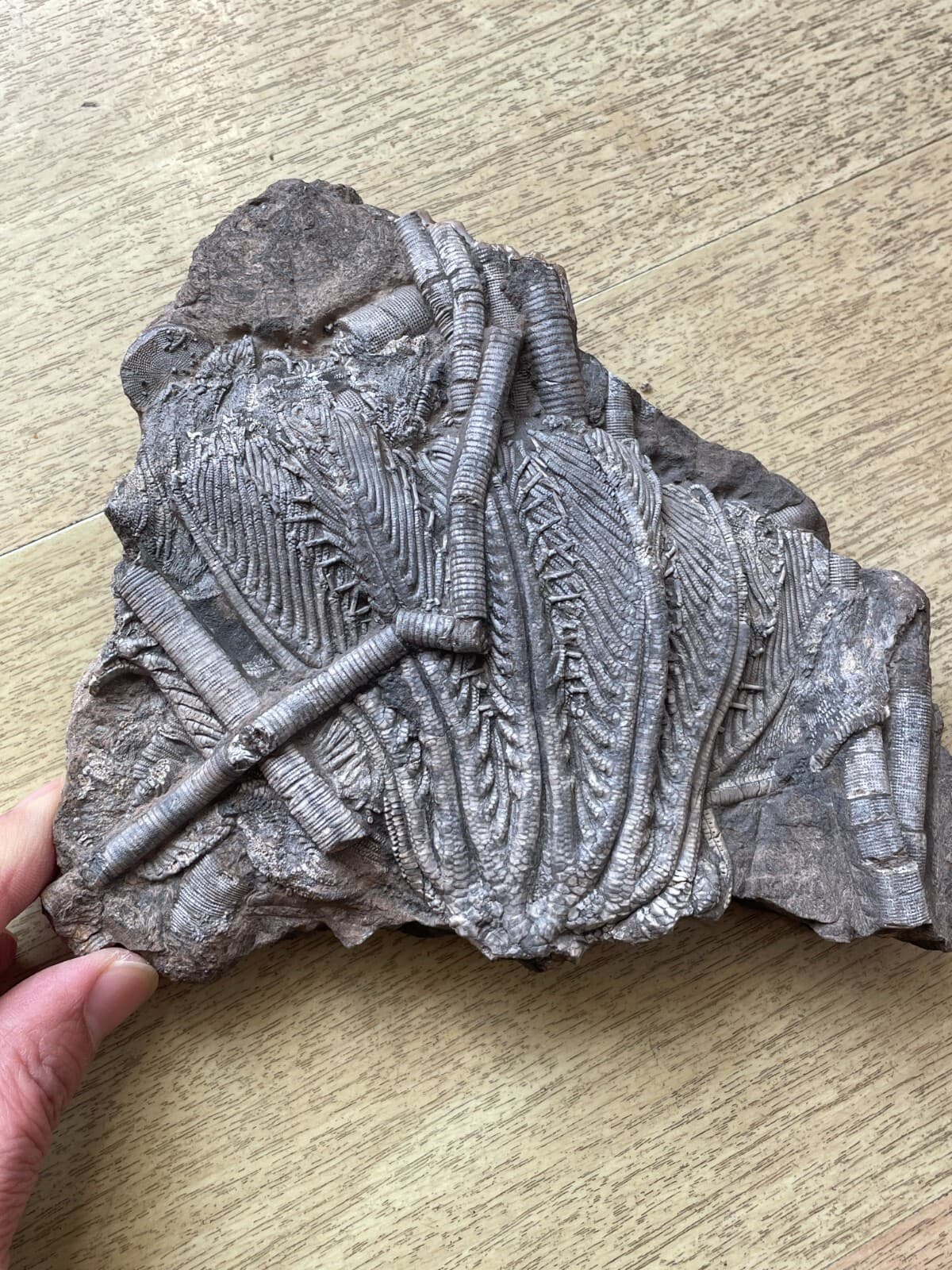 876g Triassic Natural crinoid specimen Geologic rock