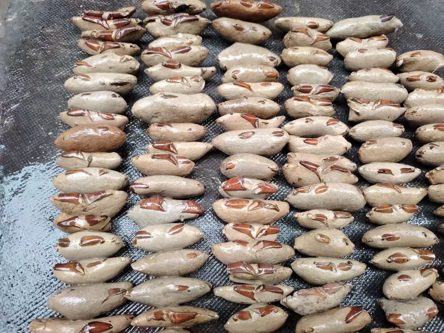 1 PC Crab fossils from the Cretaceous period. Paleontological fossil specimens 4