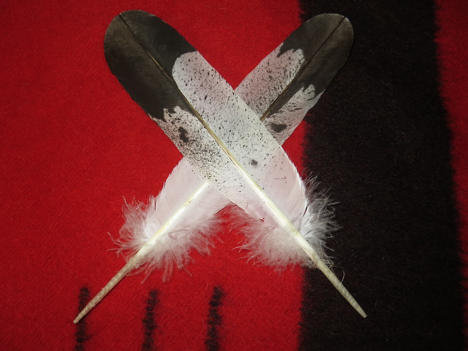 Native American made Immature Golden Eagle Feather, hand painted feathers 2