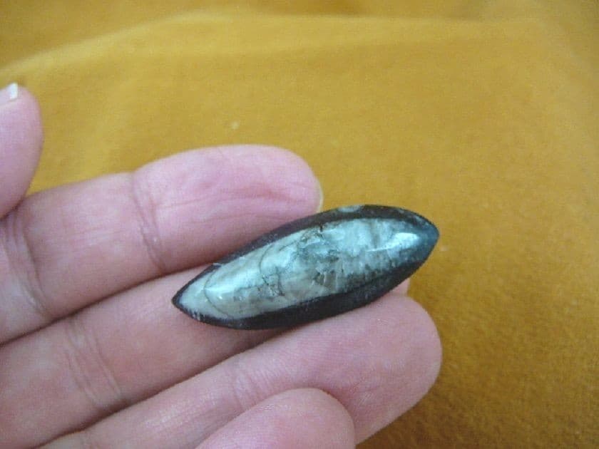 (f371-h) 1-1/2" Orthoceras marbilized fossil straight shell nautiloid cephalopod