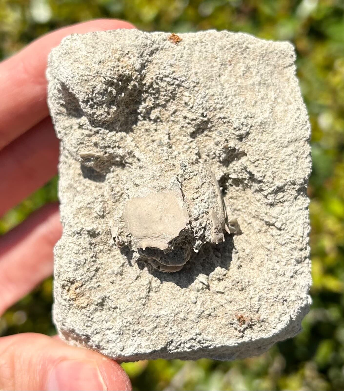 Unprepped Florida Fossil Crab in Matrix Ranilia muriceta Pliocene Crustacean 3