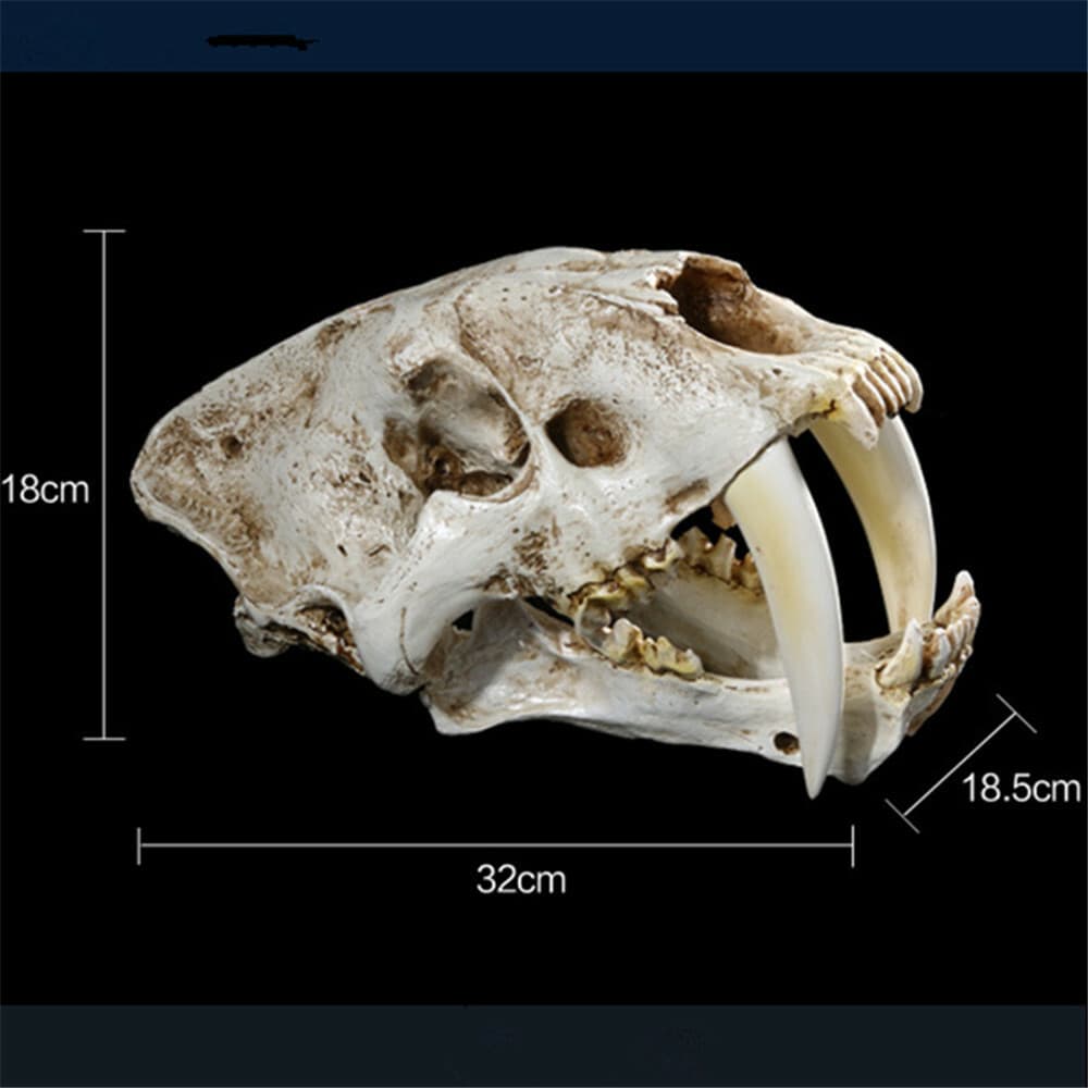 Smilodon Saber Toothed Tiger Skull 1:1 Replica Skull Resin Skull Model 2