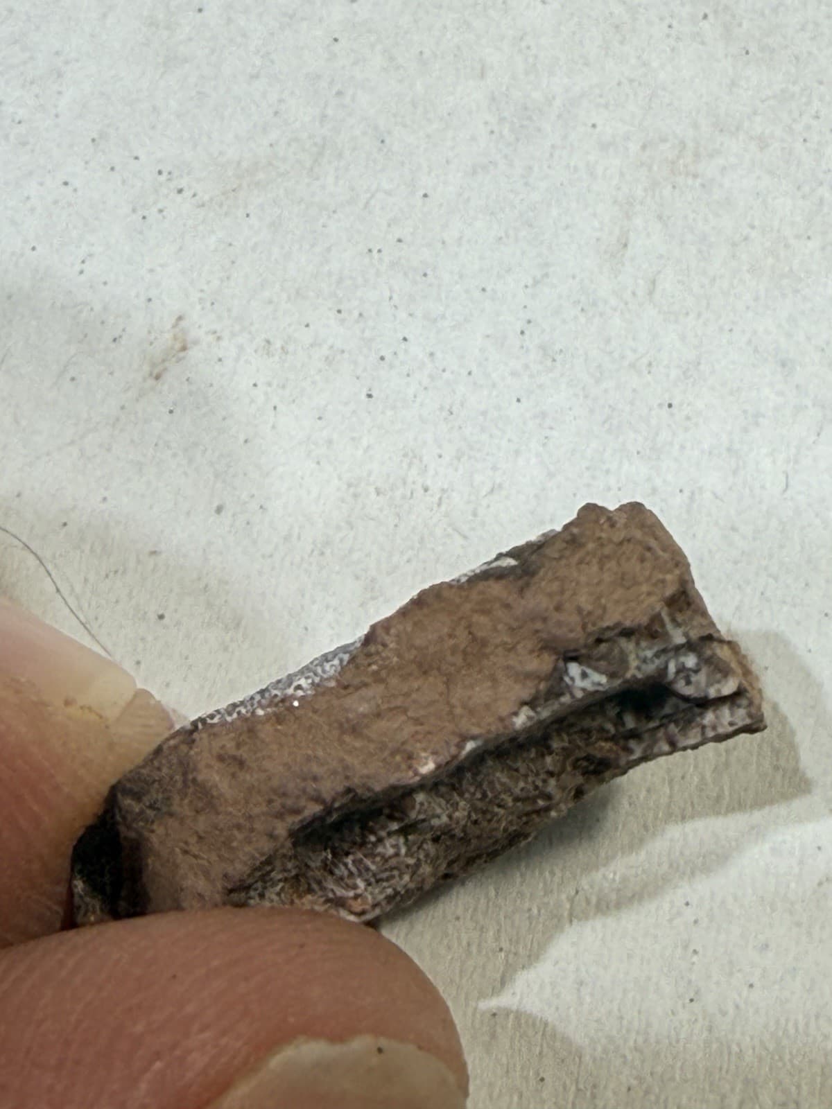 Gyracanthus Fossil Spine - Rare Devonian Fossil-PA. 2