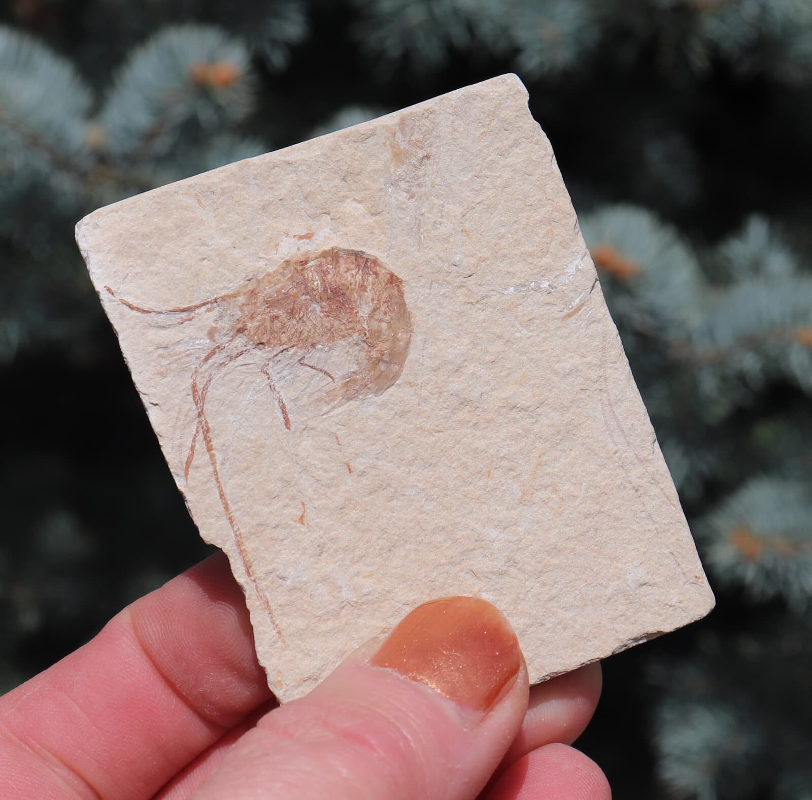 Fossil Shrimp Solnhofen Germany   Jurassic   Well Preserved History   6.8 Cm's 3