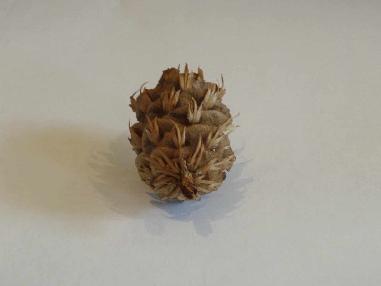 Douglas Fir Cones (12 pcs) - USA Cones For Crafts 4