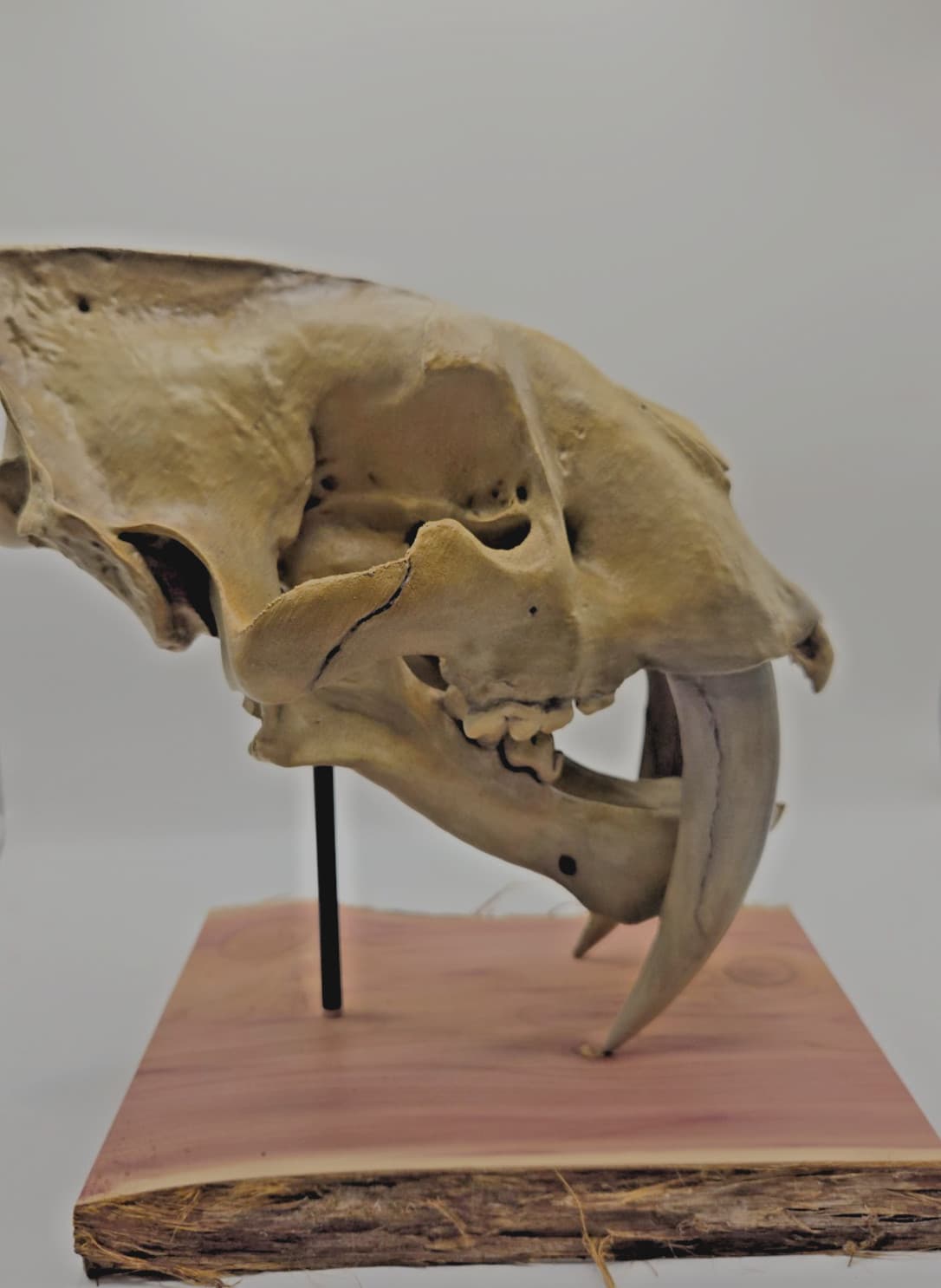 3D Printed Saber Tooth Tiger Skull – Hand-Painted Smilodon Fossil Replica 4