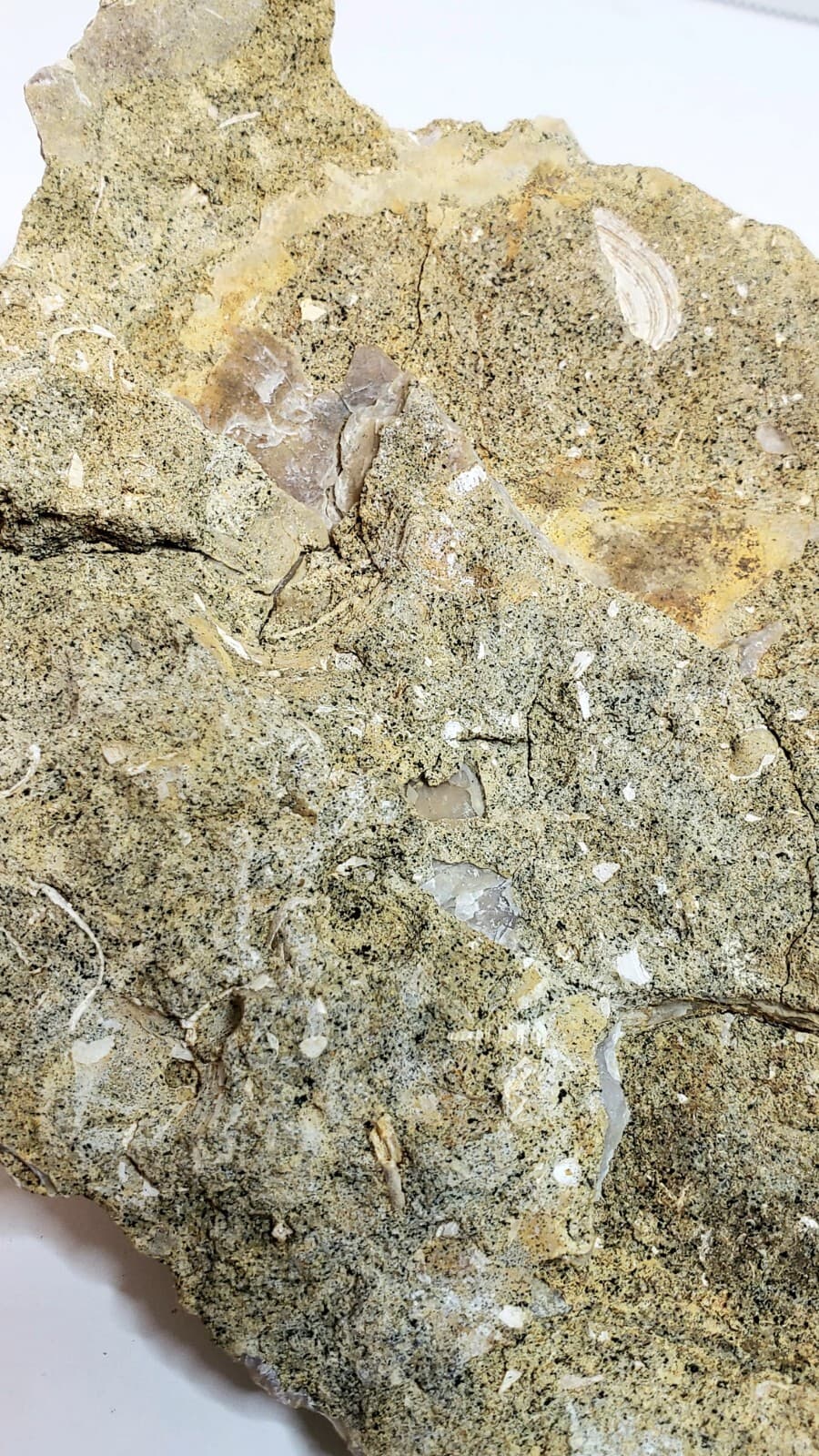 Large Fossilized Shell 5" 6