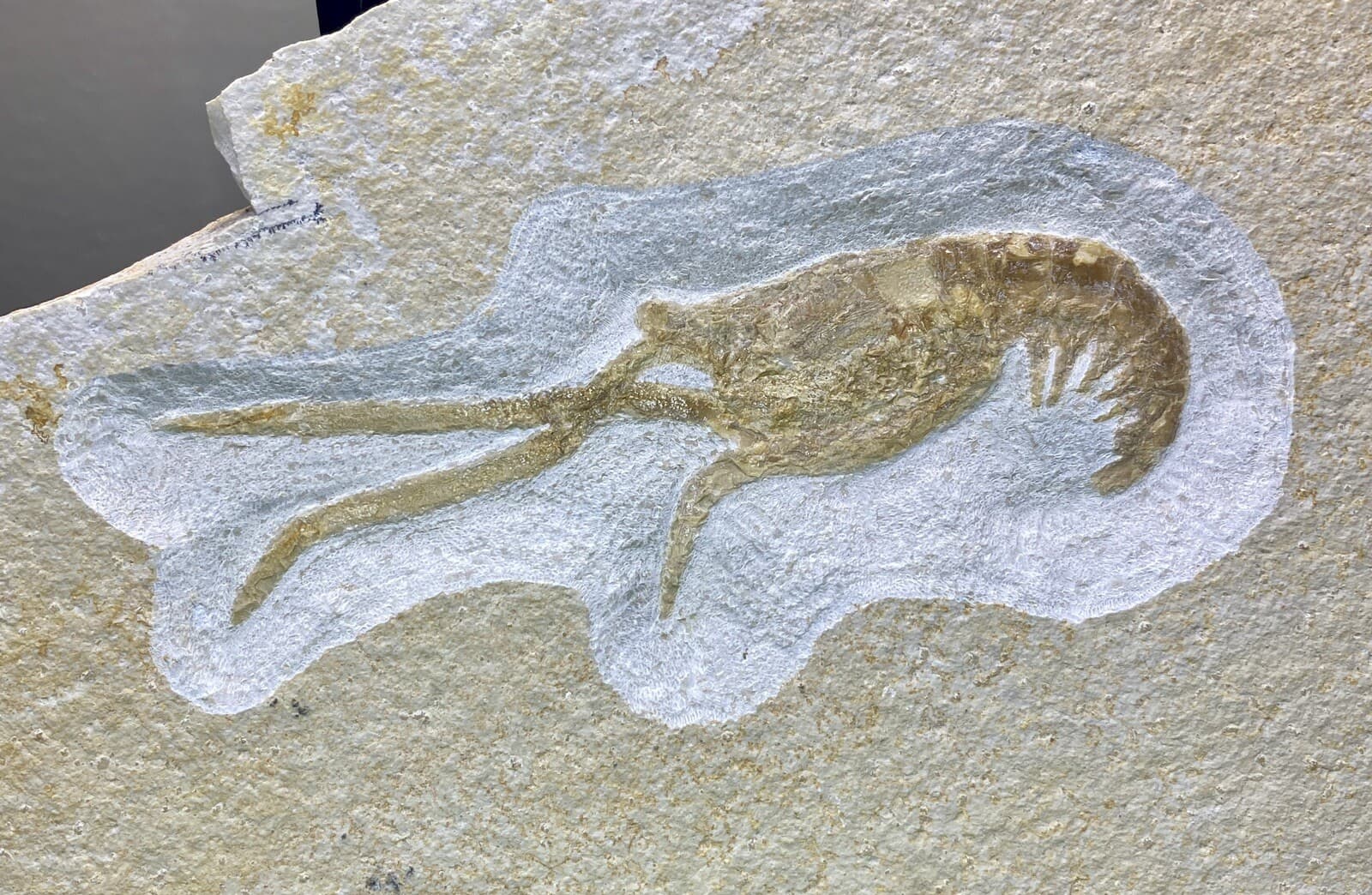 LARGE Jurassic Shrimp Fossil Mecochirus Longimanatus Solnhofen Eichstatt Germany 2