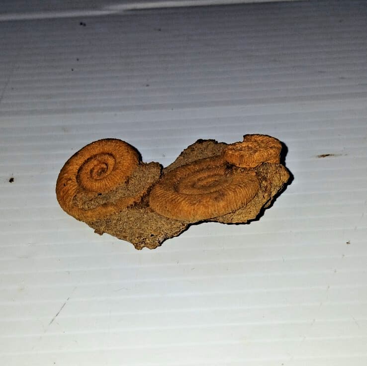 Nice Ammonite Fossil Cluster 6