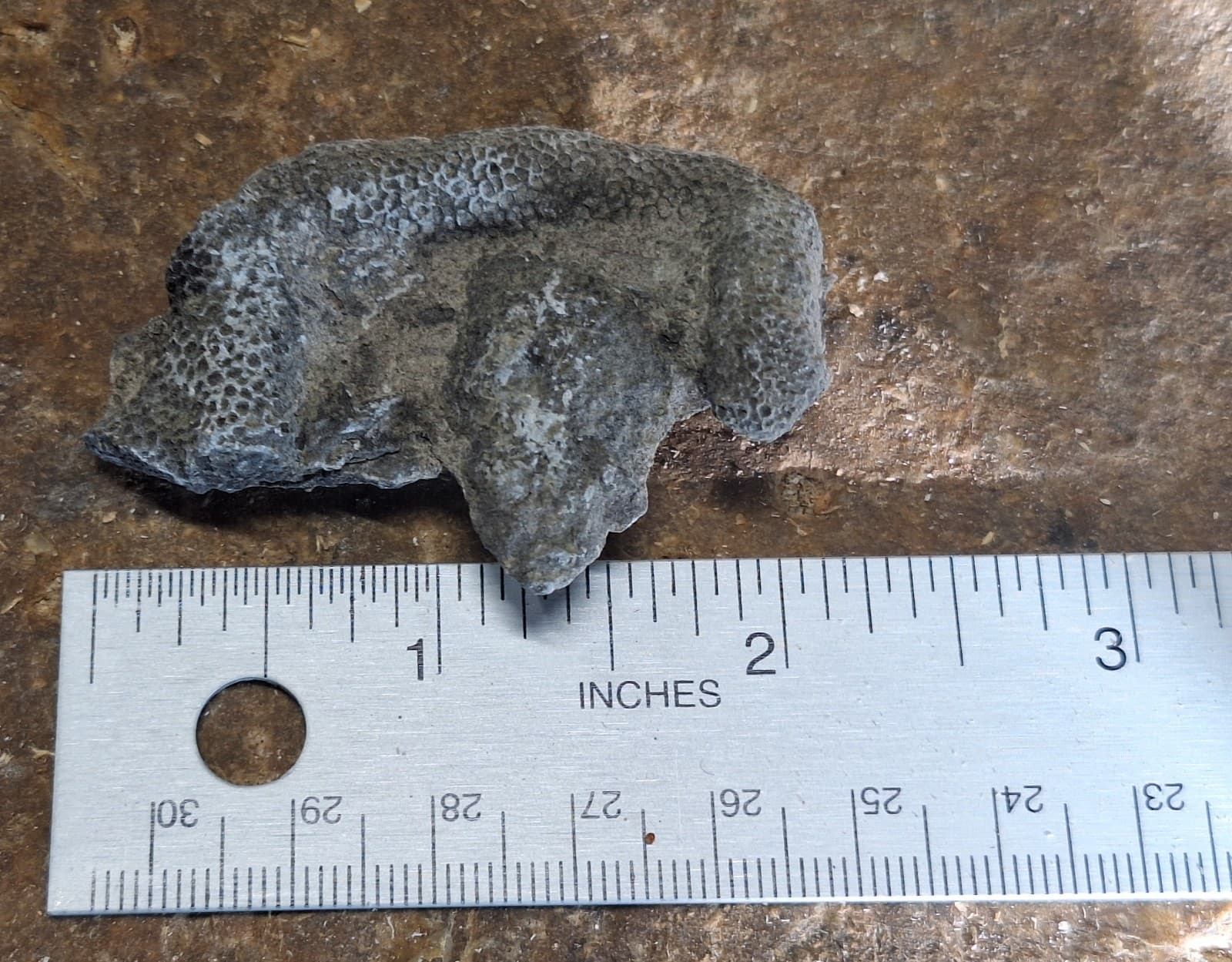 Fossil Favosite Coral In Limestone Devonian Period Michigan 5