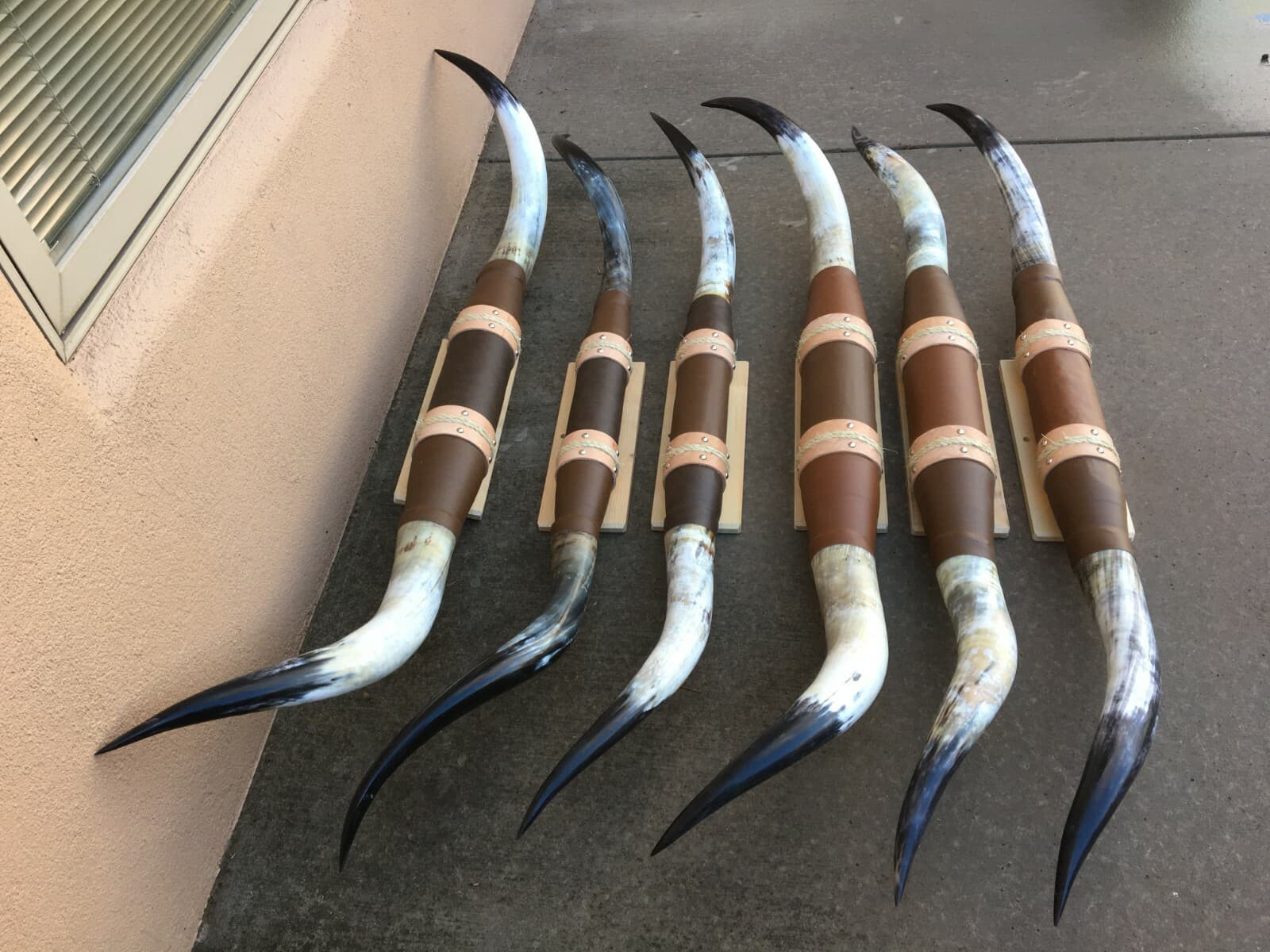 MOUNTED STEER HORNS  6 feet  to 6 feet 4" LONGHORN POLISHED MOUNT BULL COW 3