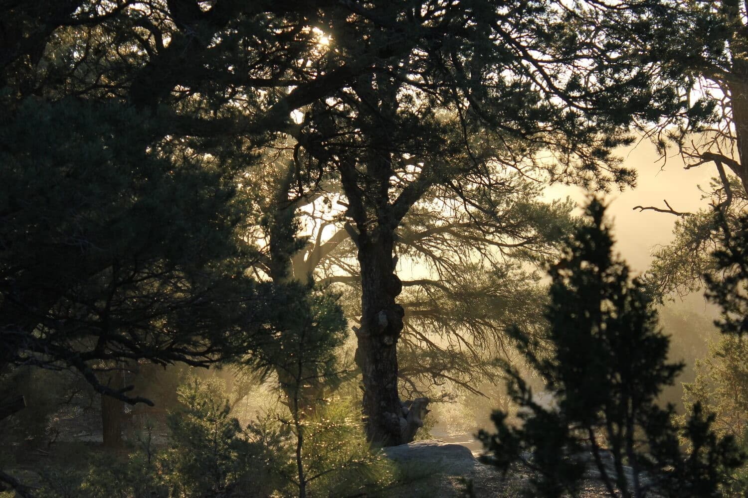 New Mexico Piñon Pine Nuts, 1lb Raw Pinon | Navajo Nation, Zuni Mountains 5
