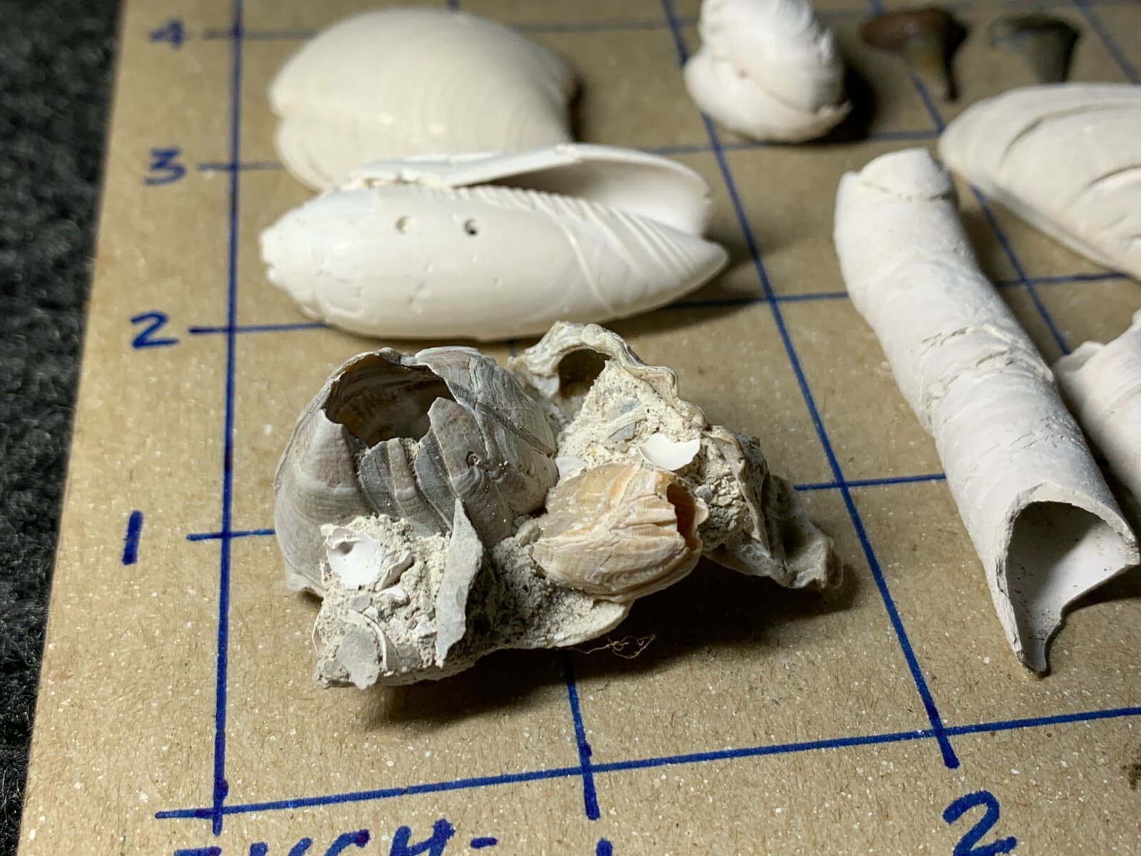 ☆Fossil Specimen 10 Pack - Berkeley Quarry S.C. - Barnacle-Dentalium-Teeth ☆297 2